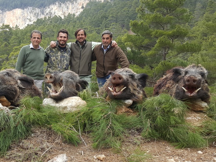 Stalking wild boar hunting in Turkey, , View more